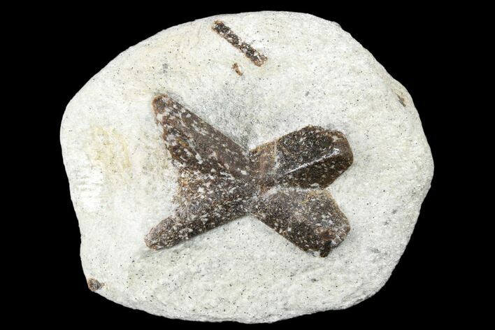 Twinned Staurolite Cross In Mica-Schist - Pestsovye Keivy, Russia #175681